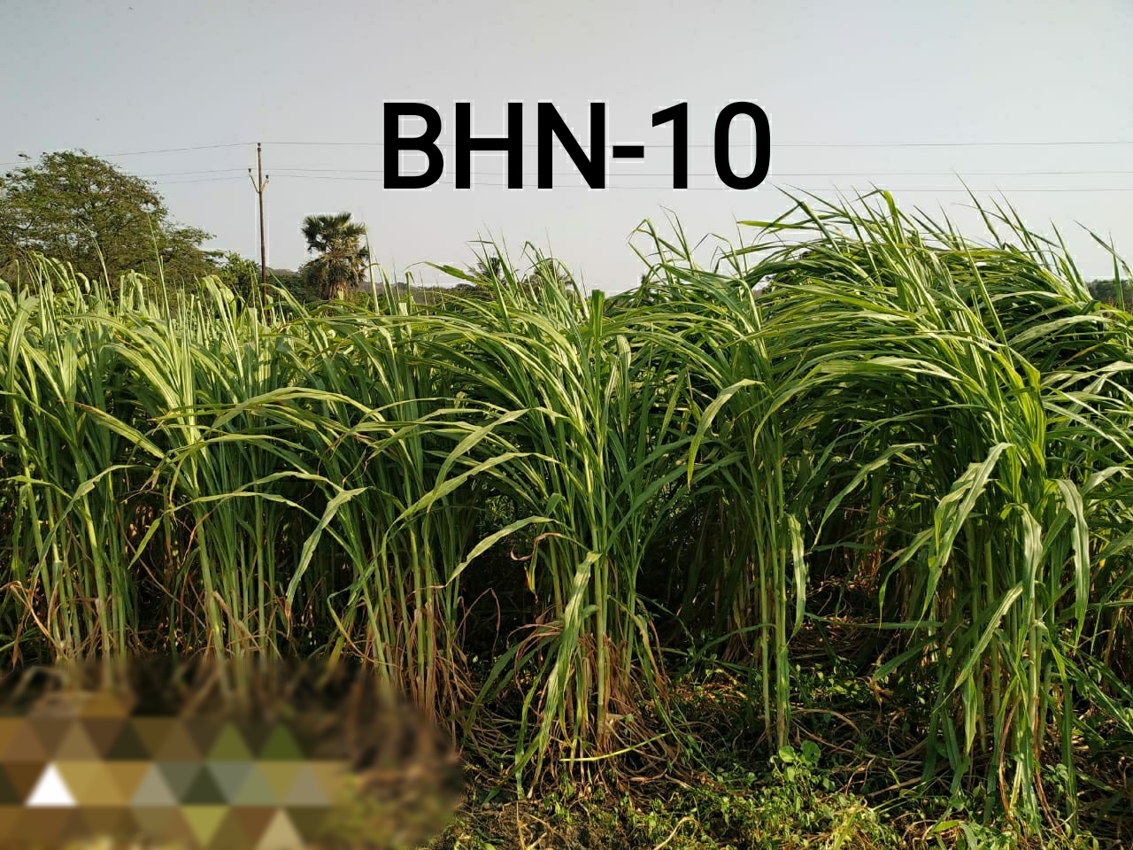 BHN 10 Fodder Variety